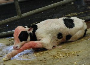newborn cow