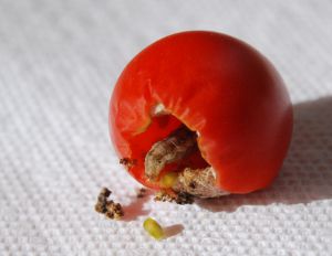 Bug in Tomato