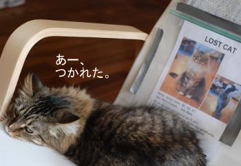 lost cat