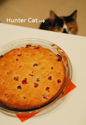 Hunter Cat