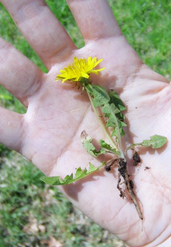 Dandelion