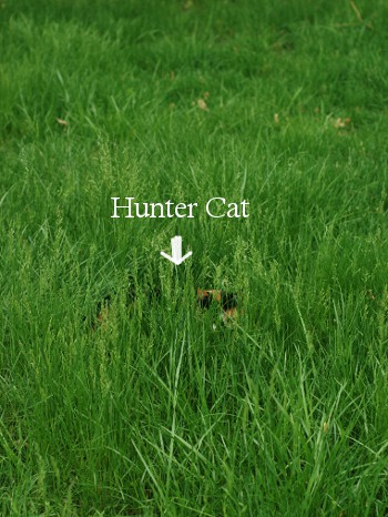 hunter cat