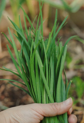 Chinese Chives