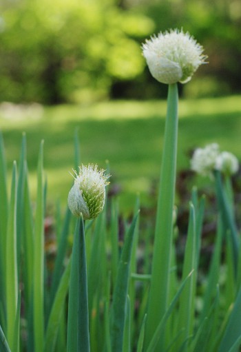 Green Onion
