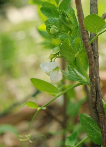 Green pea