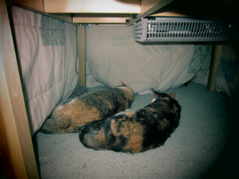 cats in kotatsu