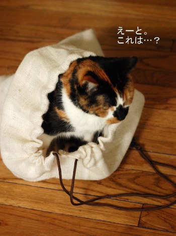 bag