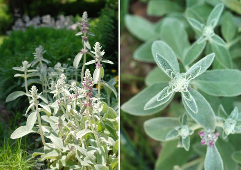 Lamb's Ear