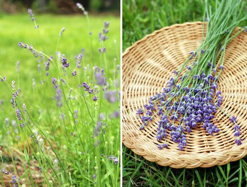 Lavender