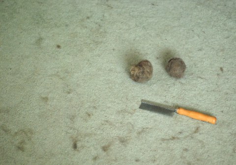 Carpet