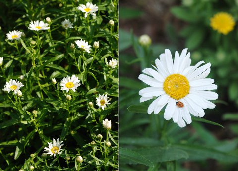 Daisy