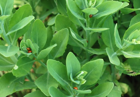 Ladybugs
