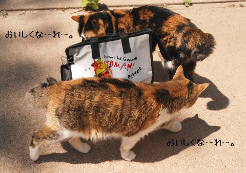Natto cat