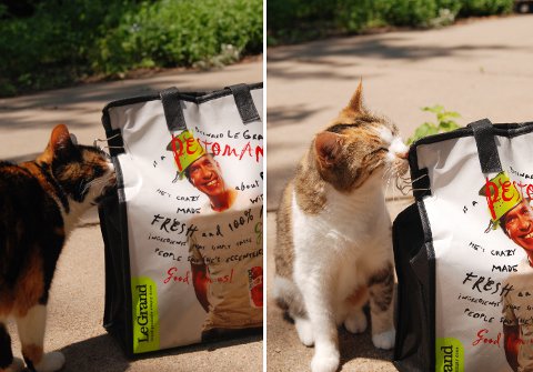 Natto Cat
