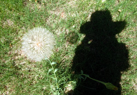 seeds