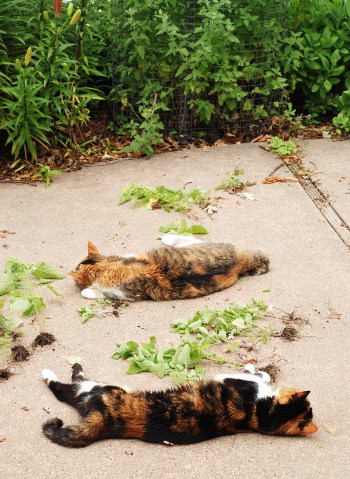 cats