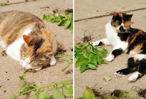 Cats