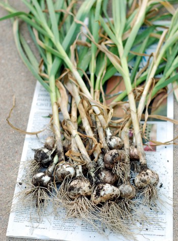 Garlic