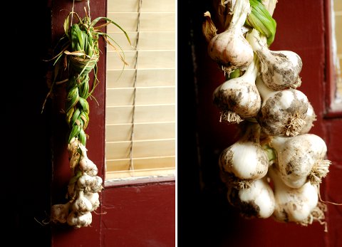 Garlic