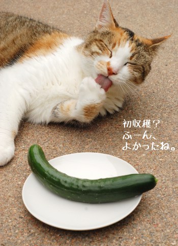 cucumber
