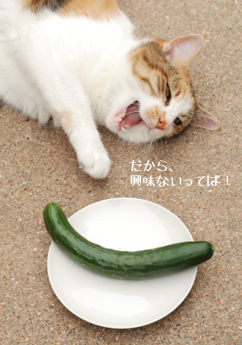 Cucumber