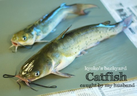 Cat Fish