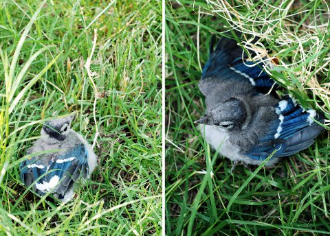 blue jay