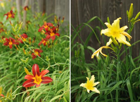 Daylily