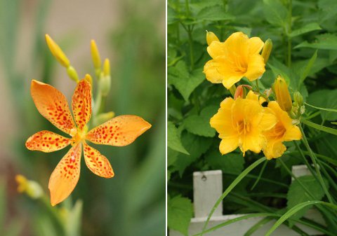 Daylily