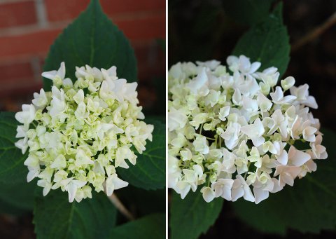Hydrangea
