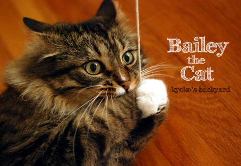 bailey
