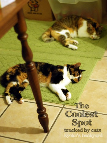 Cats