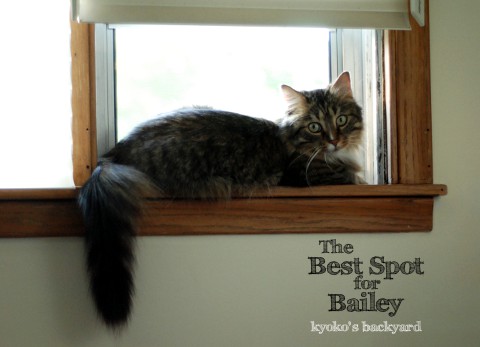 Bailey
