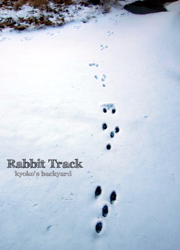 Rabbit track