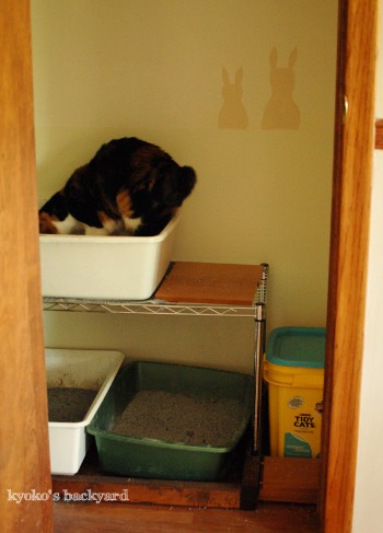 Cat Bathroom