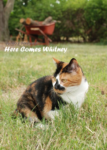 Whitney